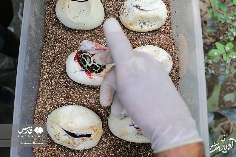 (تصاویر) تولد بچه مارهای پیتون در پارک چمران کرج